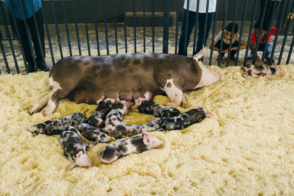 Suinos-369.jpg