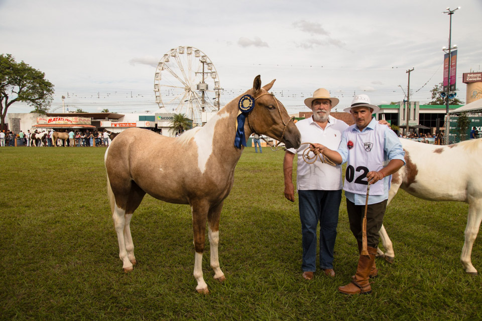 CavaloCampeiro-560.jpg