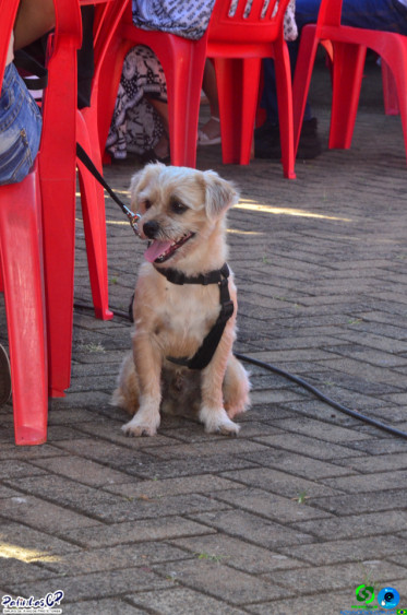 19/07/26 em Cornelio Procopio - Pet Julina - Foto 104
