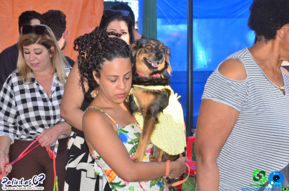 19/07/26 em Cornelio Procopio - Pet Julina - Foto 247