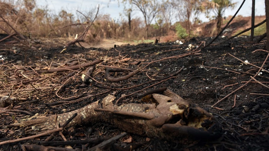 Fogo destrói áreas protegidas na Chapada dos Veadeiros, em Goiás